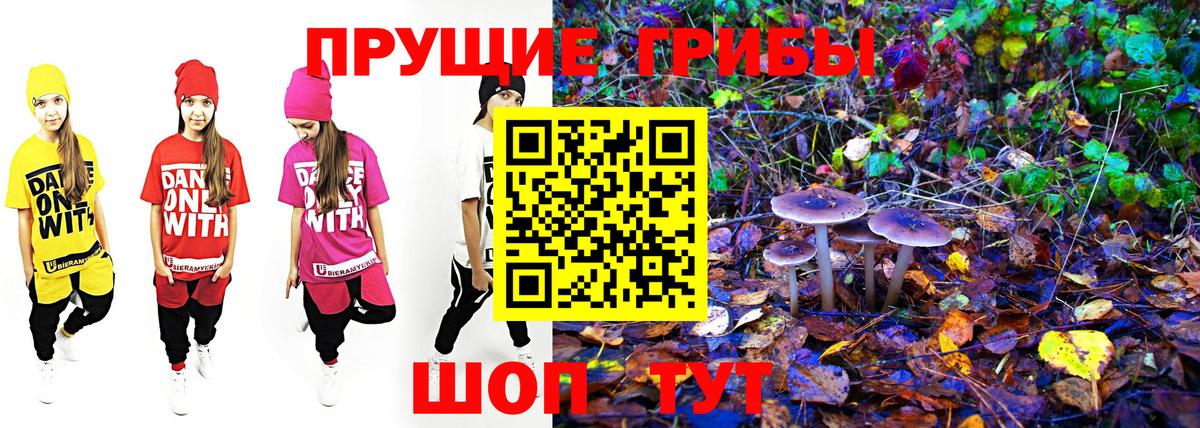 Псилоцибиновые грибы Psilocybe  Вход с VPN  Советск 