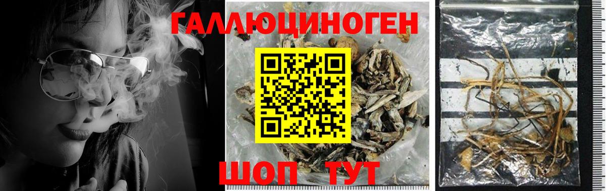 Псилоцибиновые грибы мицелий Советск